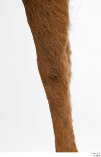 European roe deer leg 0042.jpg